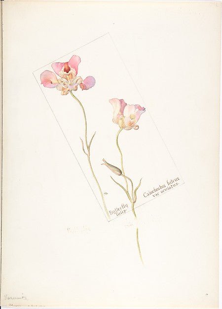 Butterfly Tulip Calochorus luteus var. oculatus 1909–14-Marg, vintage art, A3 (16x12") Poster Print