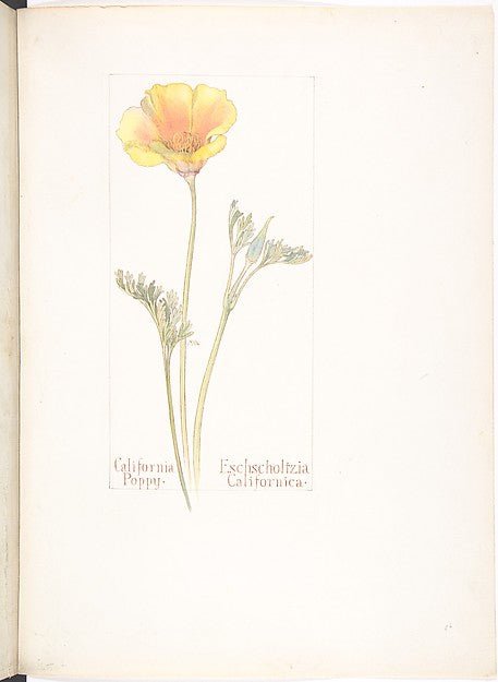 California Poppy Eschscholtzia Californica 1909–14-Margaret N, vintage art, A3 (16x12") Poster Print