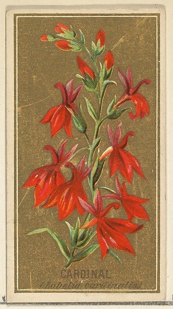 :Cardinal from the Flowers series for Old Judge Cigarettes 1890, vintage artwork, 16x12"(A3) Poster Print