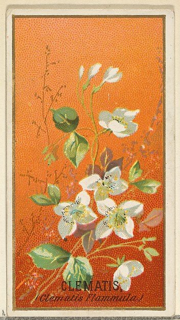 :Clemantis from the Flowers series for Old Judge Cigarettes 1890, vintage artwork, 16x12"(A3) Poster Print