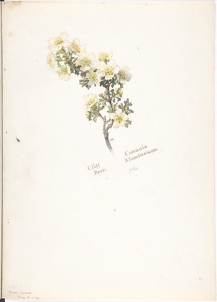 Cliff Rose Cowania Stansburiana May 8, 1912-Margaret Neilson , vintage art, A3 (16x12") Poster Print
