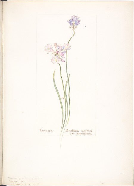 Covena Brodiaea capitata var. pauciflora June 8, 1912-Margar, vintage art, A3 (16x12") Poster Print
