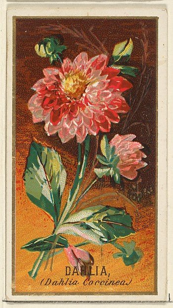 :Dahlia from the Flowers series for Old Judge Cigarettes 1890, vintage artwork, 16x12"(A3) Poster Print