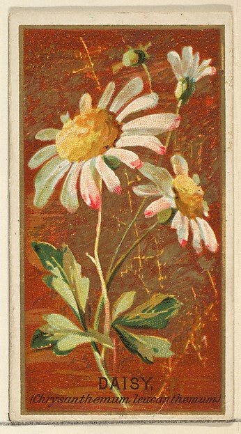 :Daisy from the Flowers series for Old Judge Cigarettes 1890, vintage artwork, 16x12"(A3) Poster Print