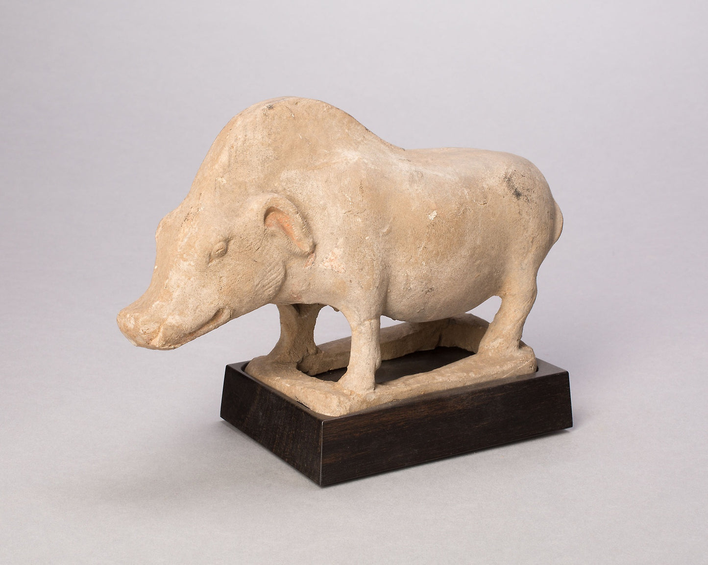 Wild Boar - China, Poster Print Wall Art
