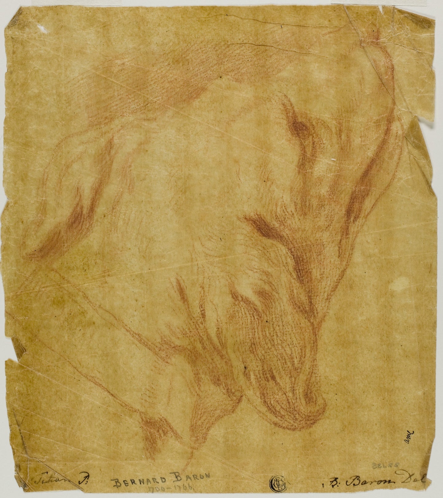 Head of a Dog - Bernard Baron (French, 1696-1762), Poster Print Wall Art