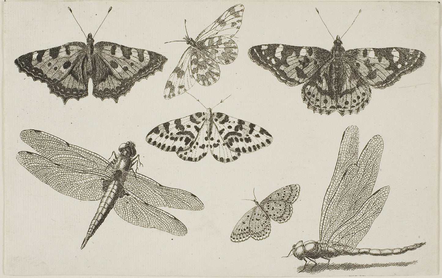 Two Dragonflies and Five Butterflies - Wenceslaus Hollar, Poster Print Wall Art