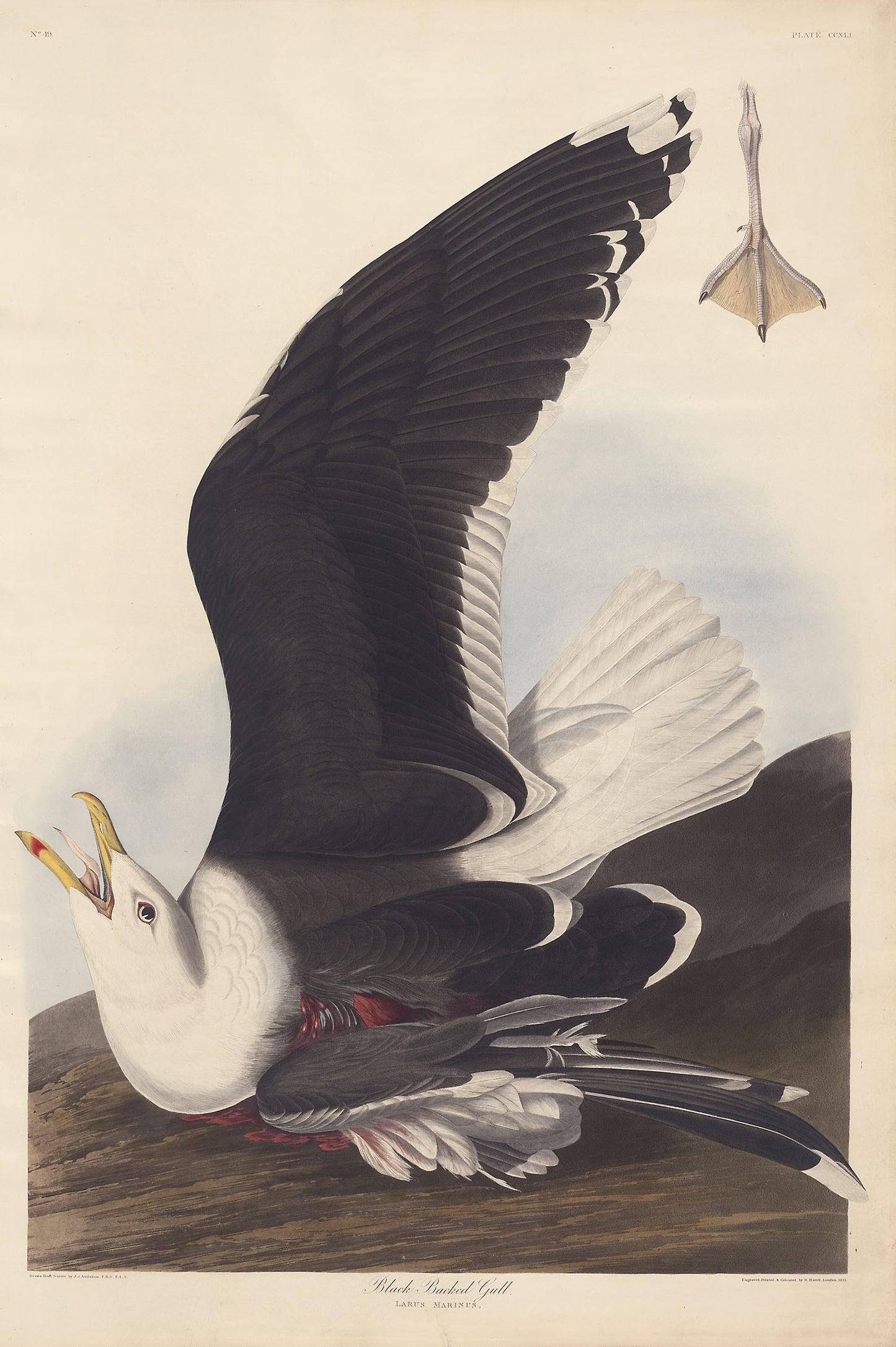 Black Backed Gull - Robert Havell (English, 1793-1878), Poster Print Wall Art