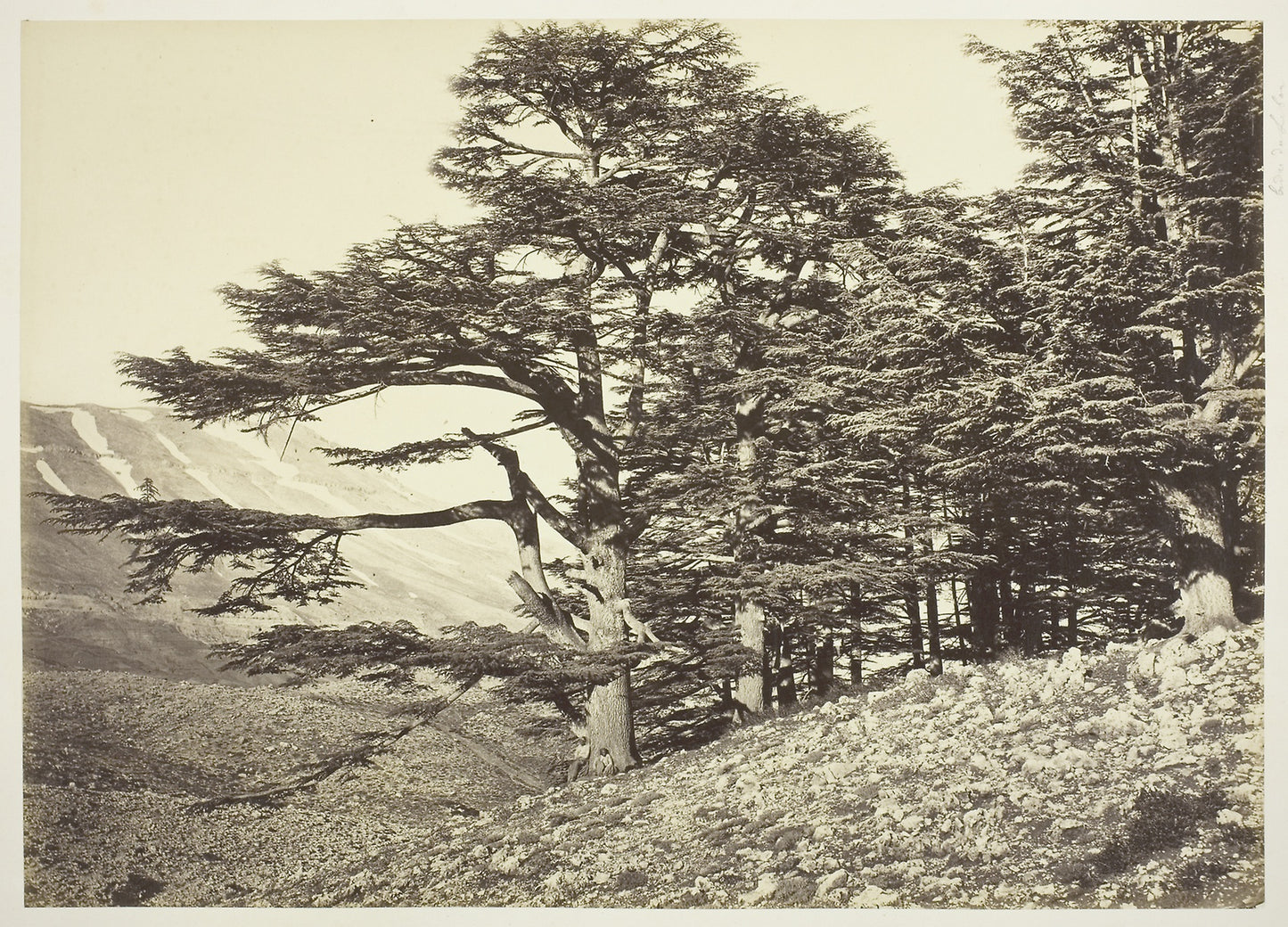 Cedars of Lebanon - Félix Bonfils, Poster Print Wall Art