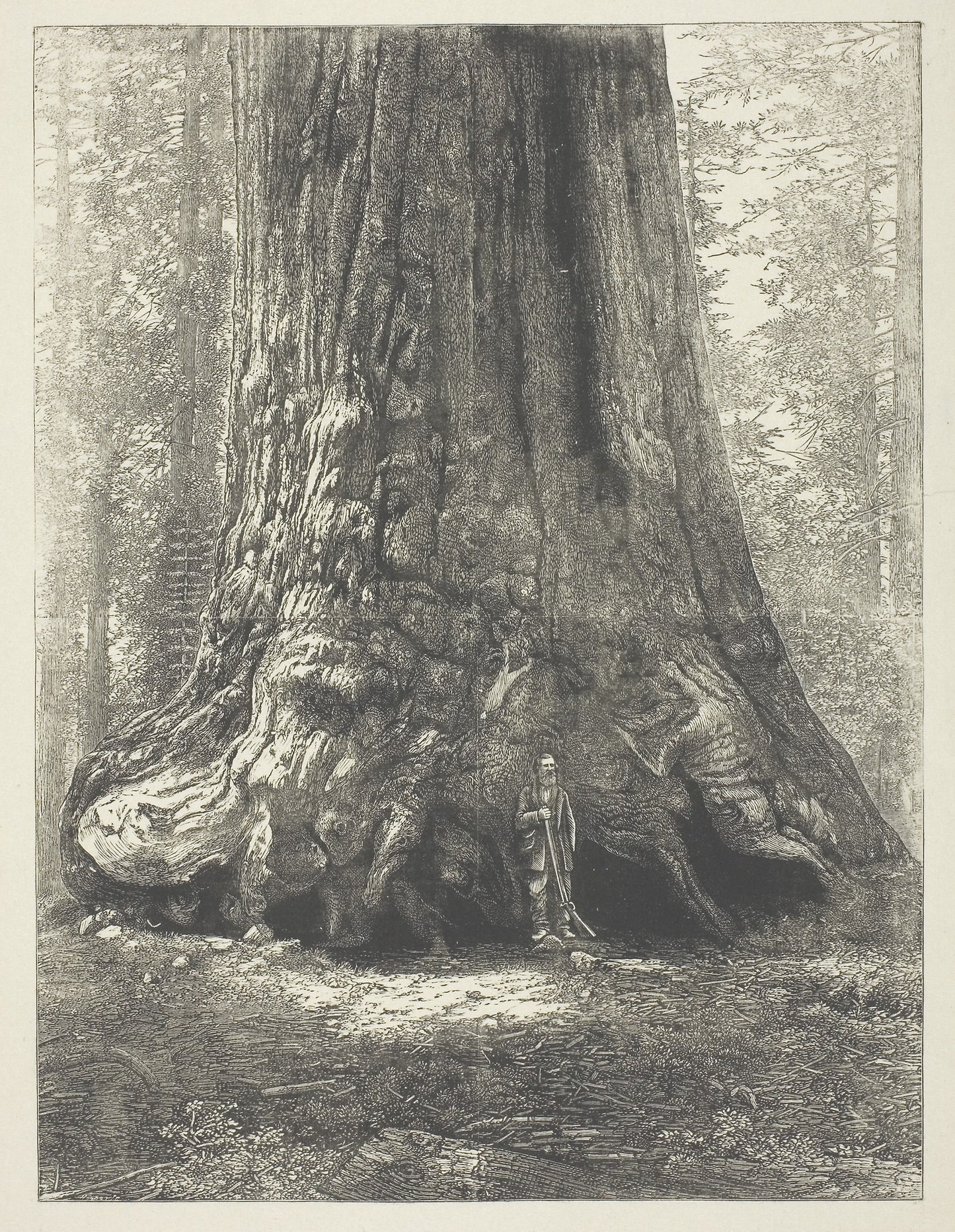 Copy of Carleton Watkins' "Galen Clark Before the Grizzly Giant," - Artist unknown, Poster Print Wall Art