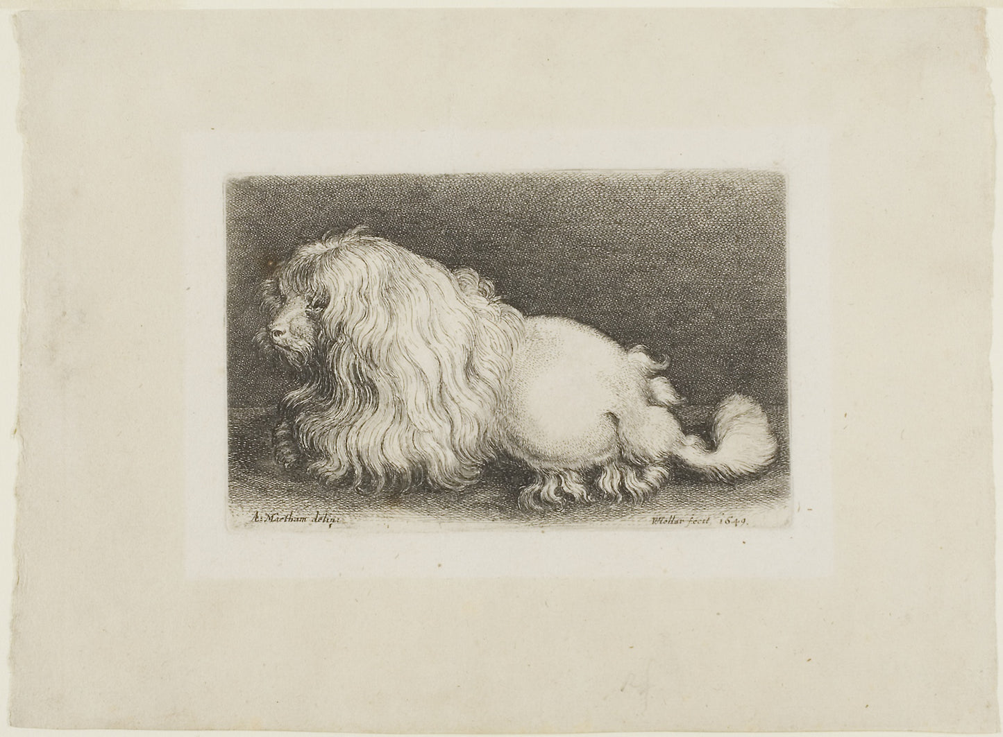 White Dog - Wenceslaus Hollar (Czech, 1607-1677), Poster Print Wall Art