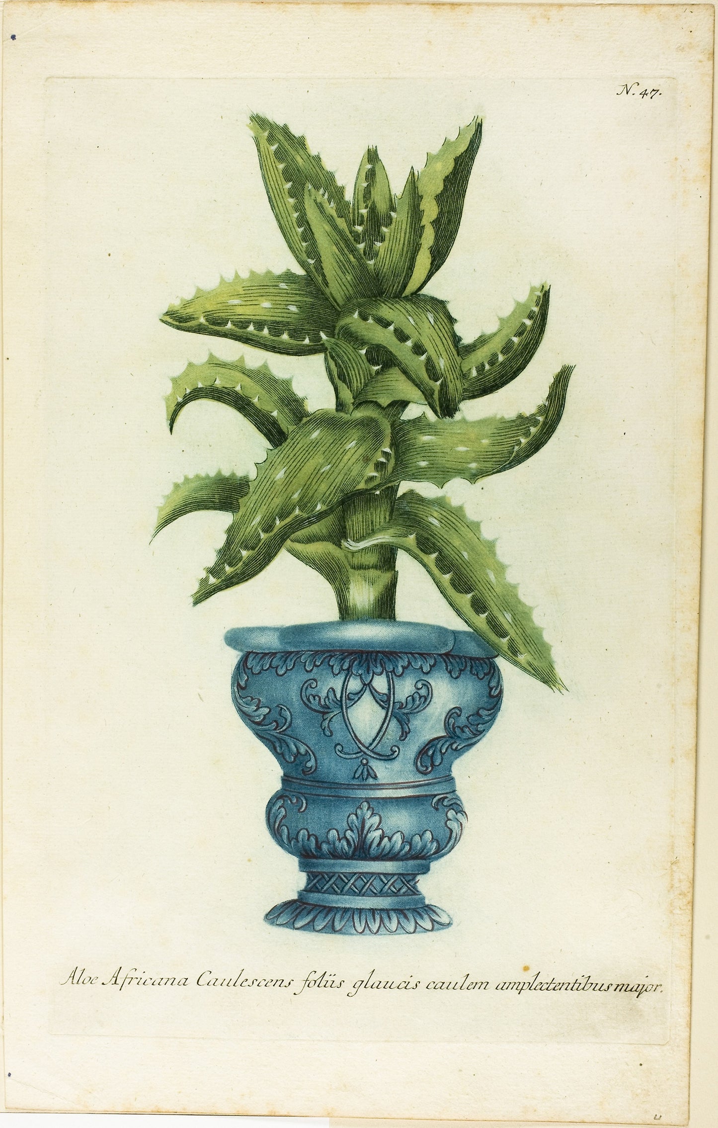 African Aloe, plate 47 from Phtanthoza Iconographia - Published - Johann Wilhelm Weinmann, Poster Print Wall Art