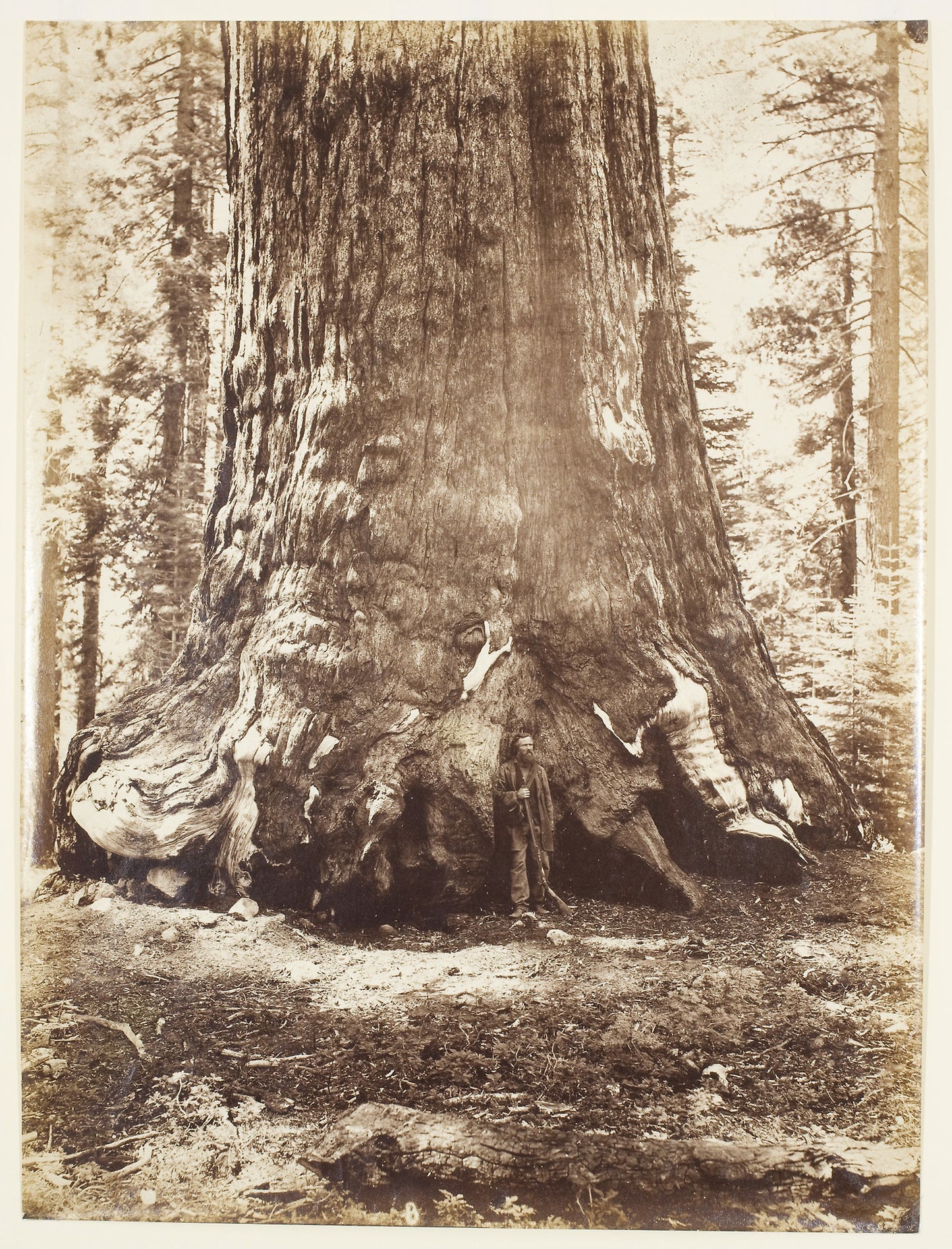 Section of the Grizzly Giant with Galen Clark, Mariposa Grove, Yosemite - Carleton Watkins, Poster Print Wall Art