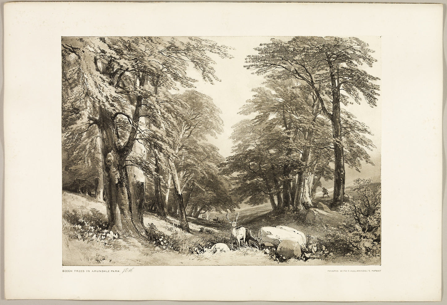 Beech Trees in Arundale Park, from The Park and the Forest - James Duffield Harding (English, 1798-1863), Poster Print Wall Art