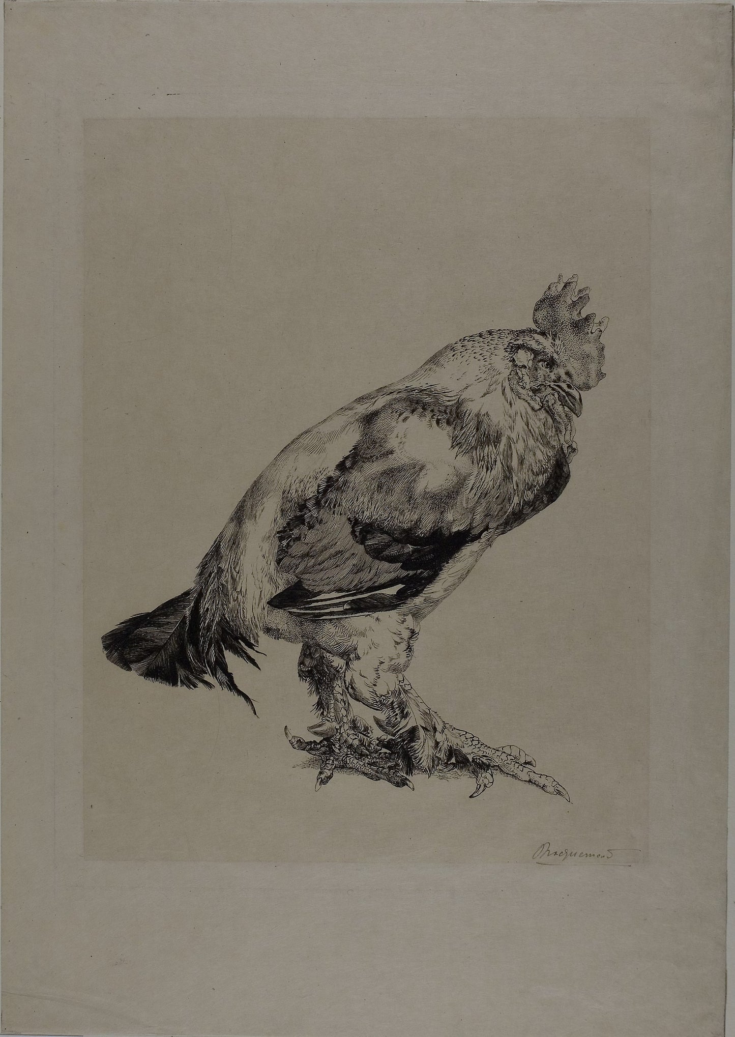 The Old Cock - Felix Bracquemond, Poster Print Wall Art