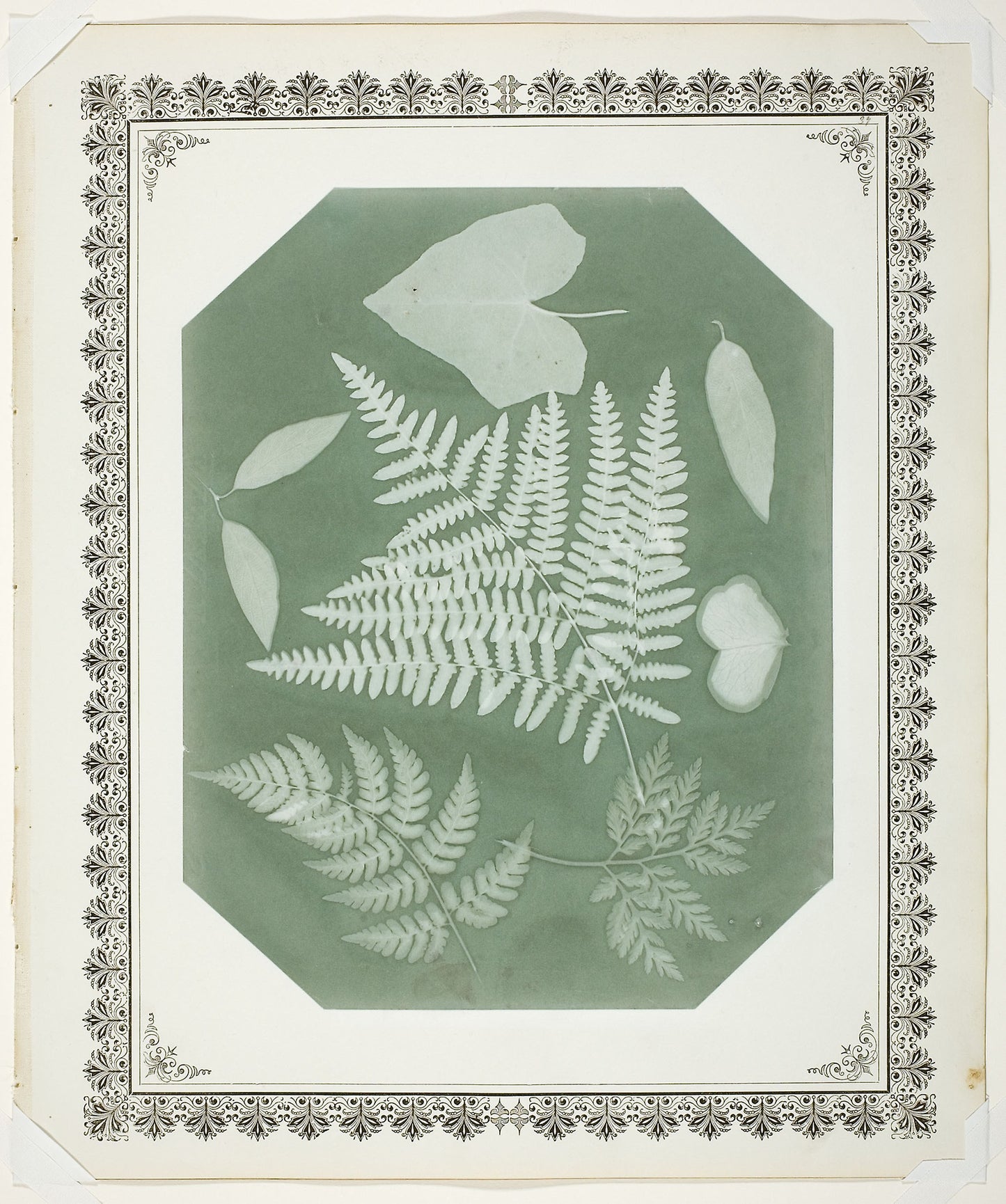 Study of Leaves - Amelia Bergner, Poster Print Wall Art