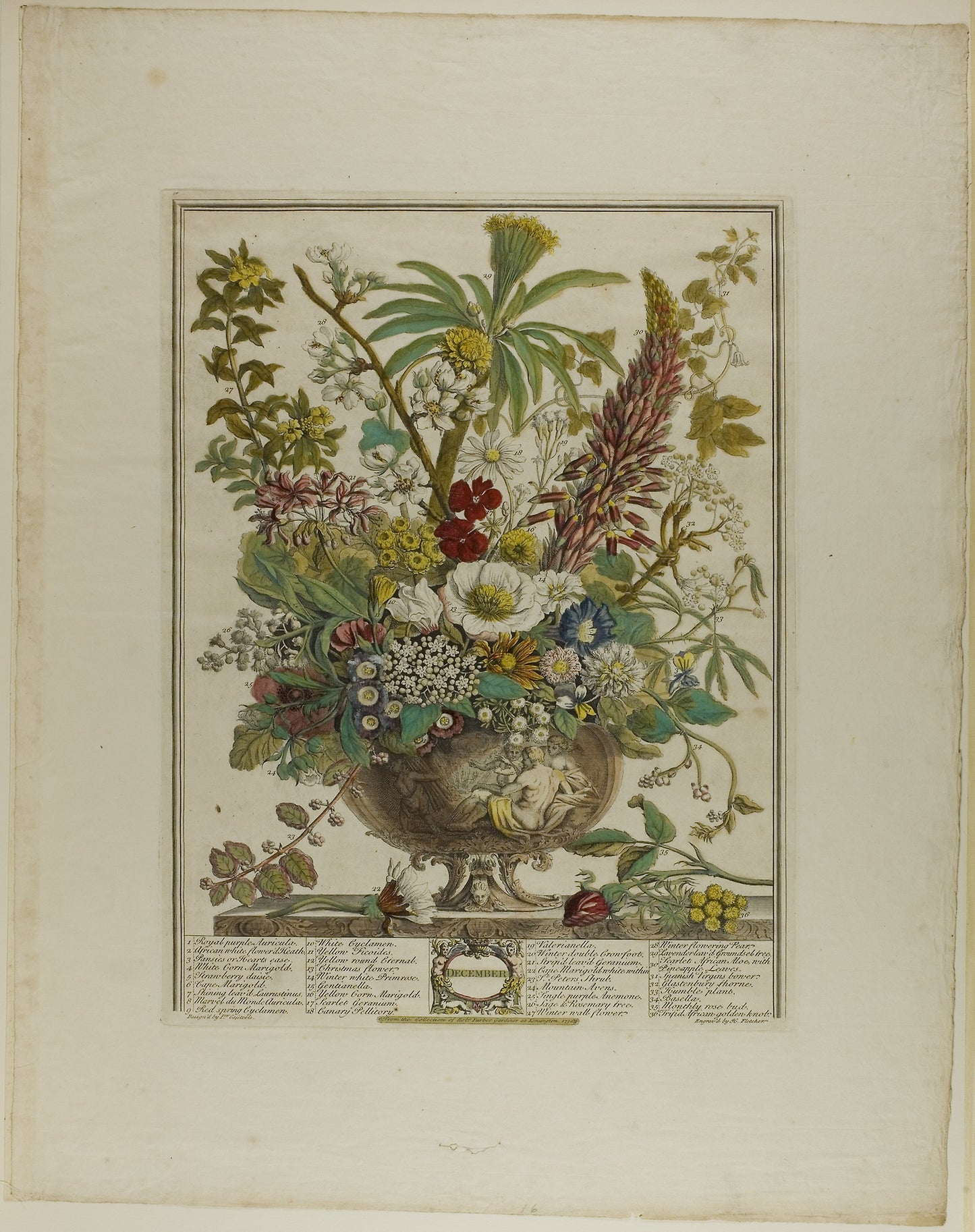 December, from Twelve Months of Flowers: Henry Fletcher (English, 1710-1750),16x12"(A3) Poster