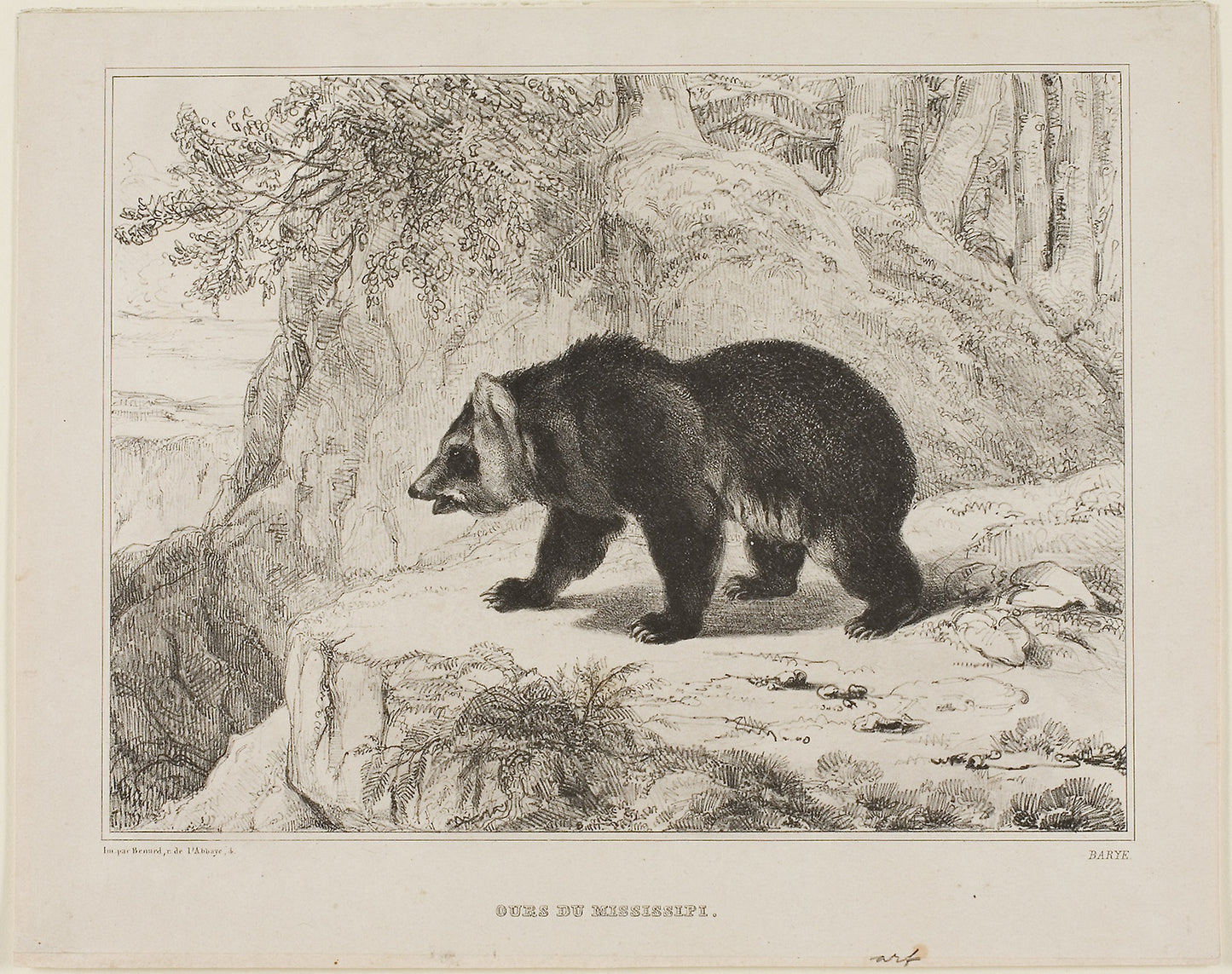 Mississippi Bear - Antoine Louis Barye, Poster Print Wall Art
