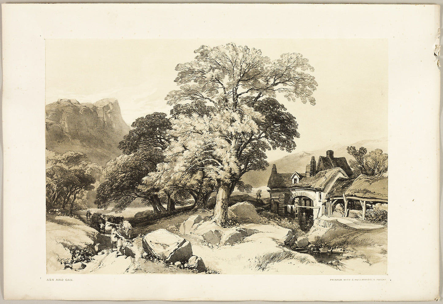 Ash and Oak, from The Park and the Forest - James Duffield Harding (English, 1798-1863), Poster Print Wall Art