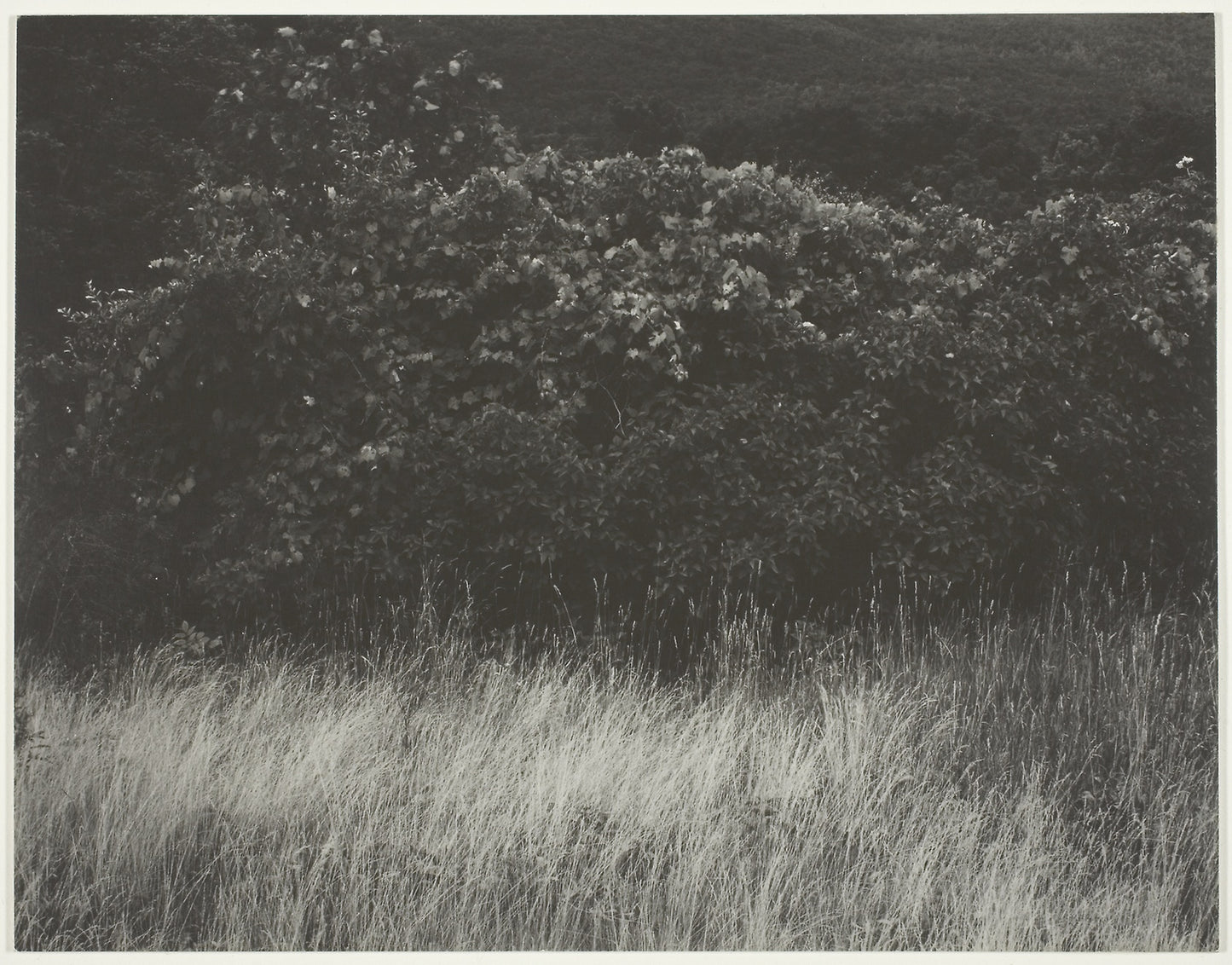 Hedge and Grasses - Lake George - Alfred Stieglitz, Poster Print Wall Art