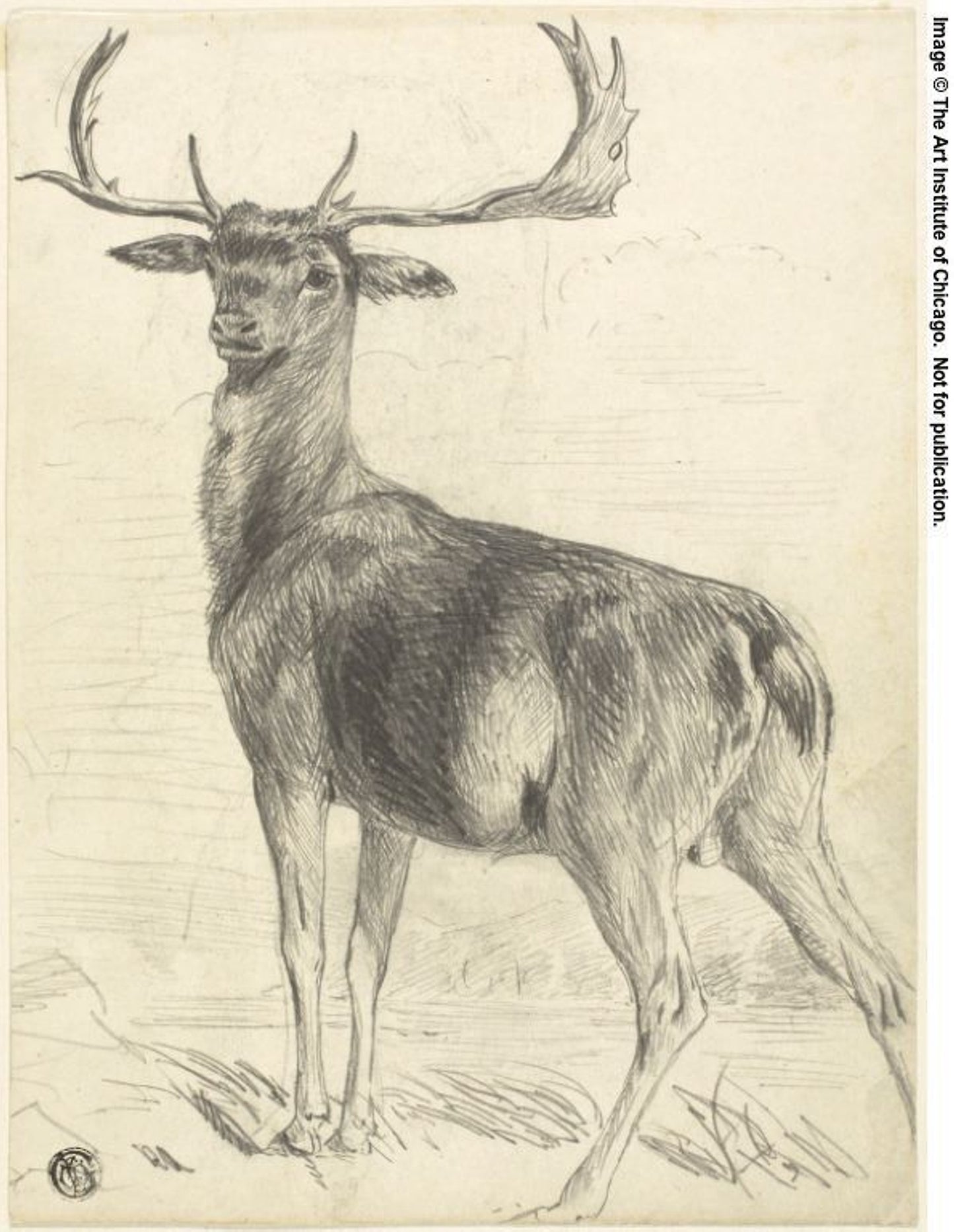 Deer (recto); Skull of Giraffe (verso) - Attributed to Edwin Henry Landseer (English, 1802-1873), Poster Print Wall Art
