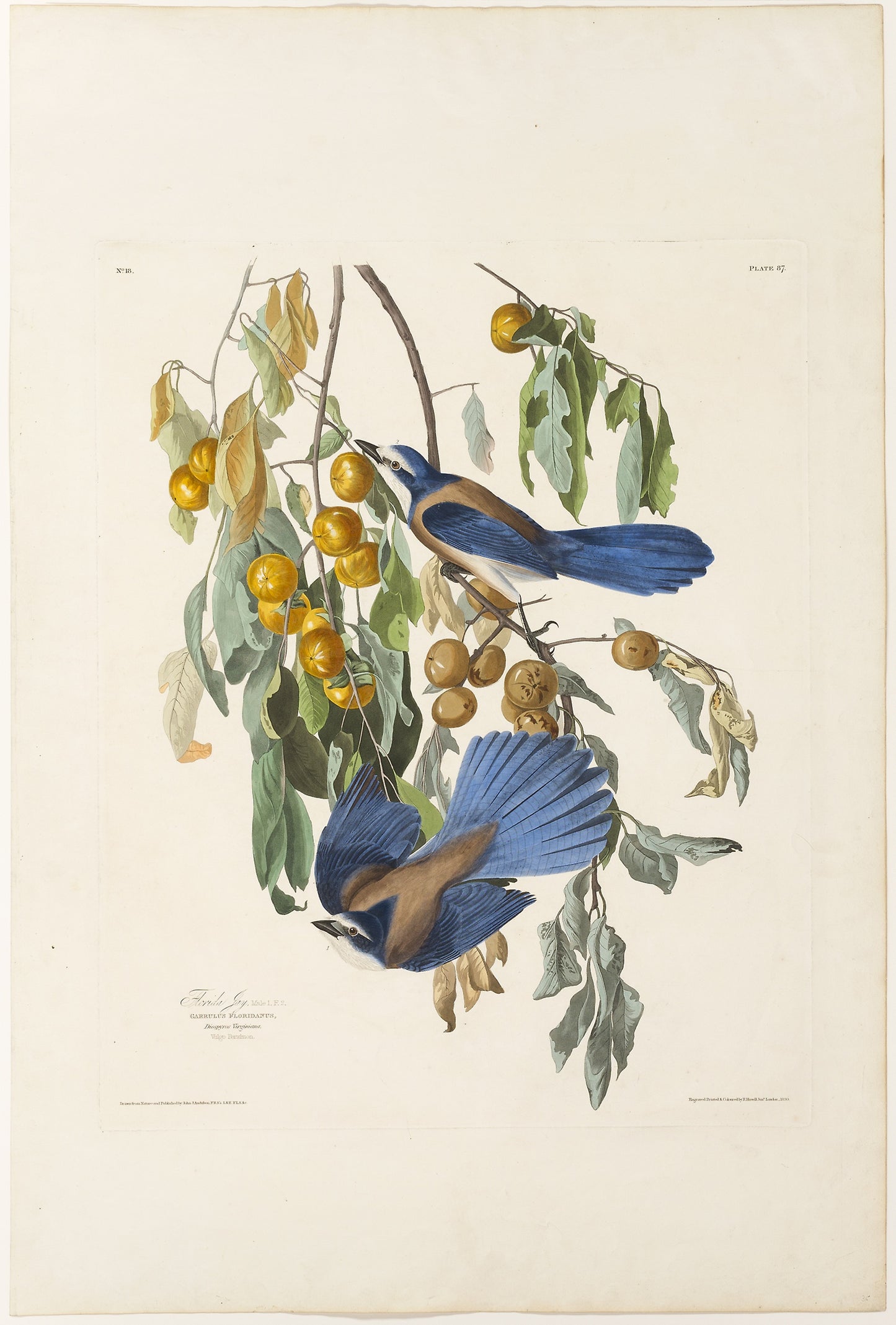 Florida Jay - Robert Havell (English, 1793-1878), Poster Print Wall Art