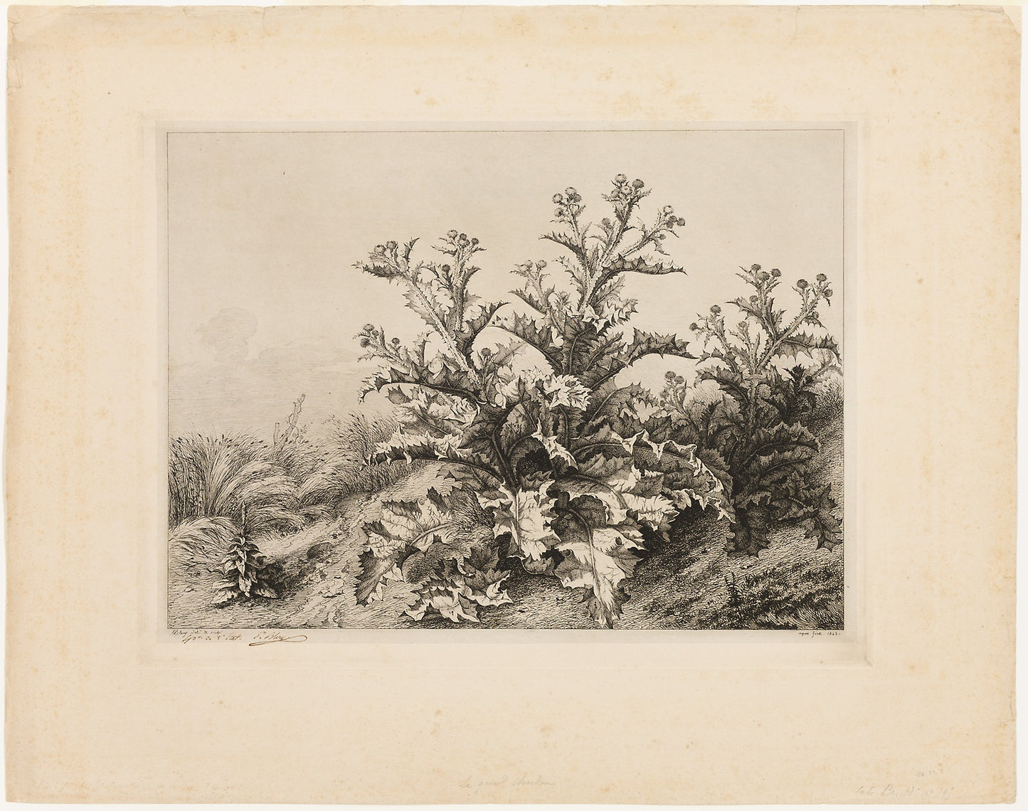 The Large Thistle, plate three from Les quatres grandes plantes - Eugène Blery, Poster Print Wall Art