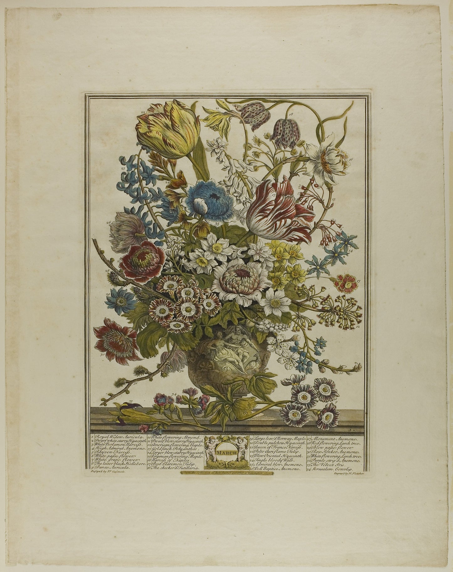 March, from Twelve Months of Flowers: Henry Fletcher (English, 1710-1750),16x12"(A3) Poster