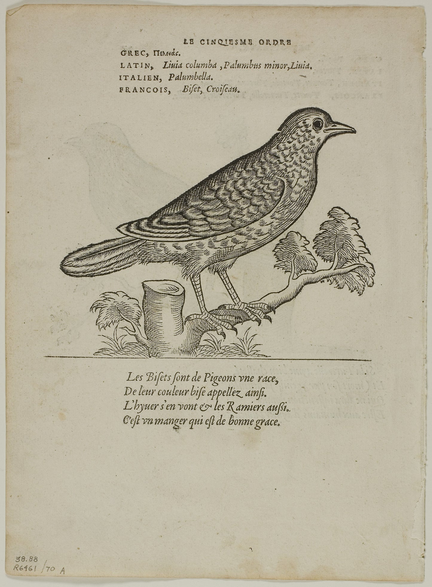 Leaf from Portraits d'Oyseaux, plate 70 from Woodcuts from Books of the XVI Century - Unknown Artist (French, 16th century), Poster Print Wall Art
