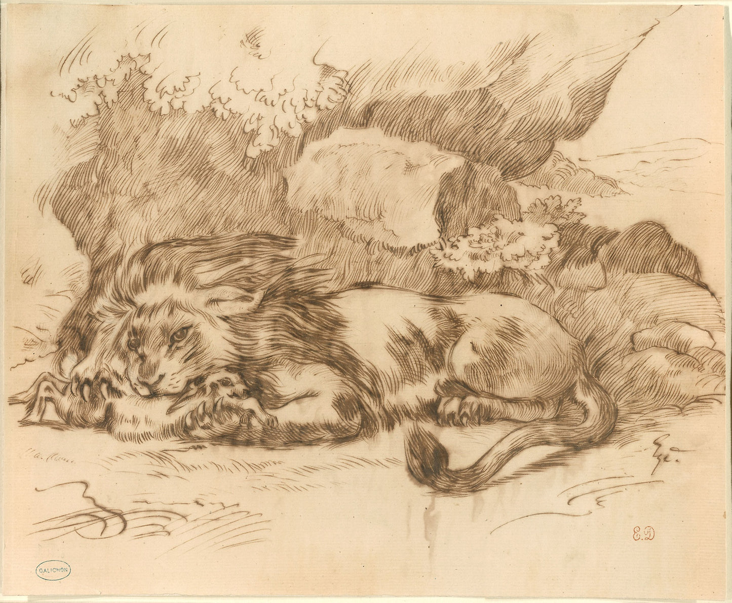 Lion Devouring a Rabbit - Attributed to Eugène Delacroix, Poster Print Wall Art