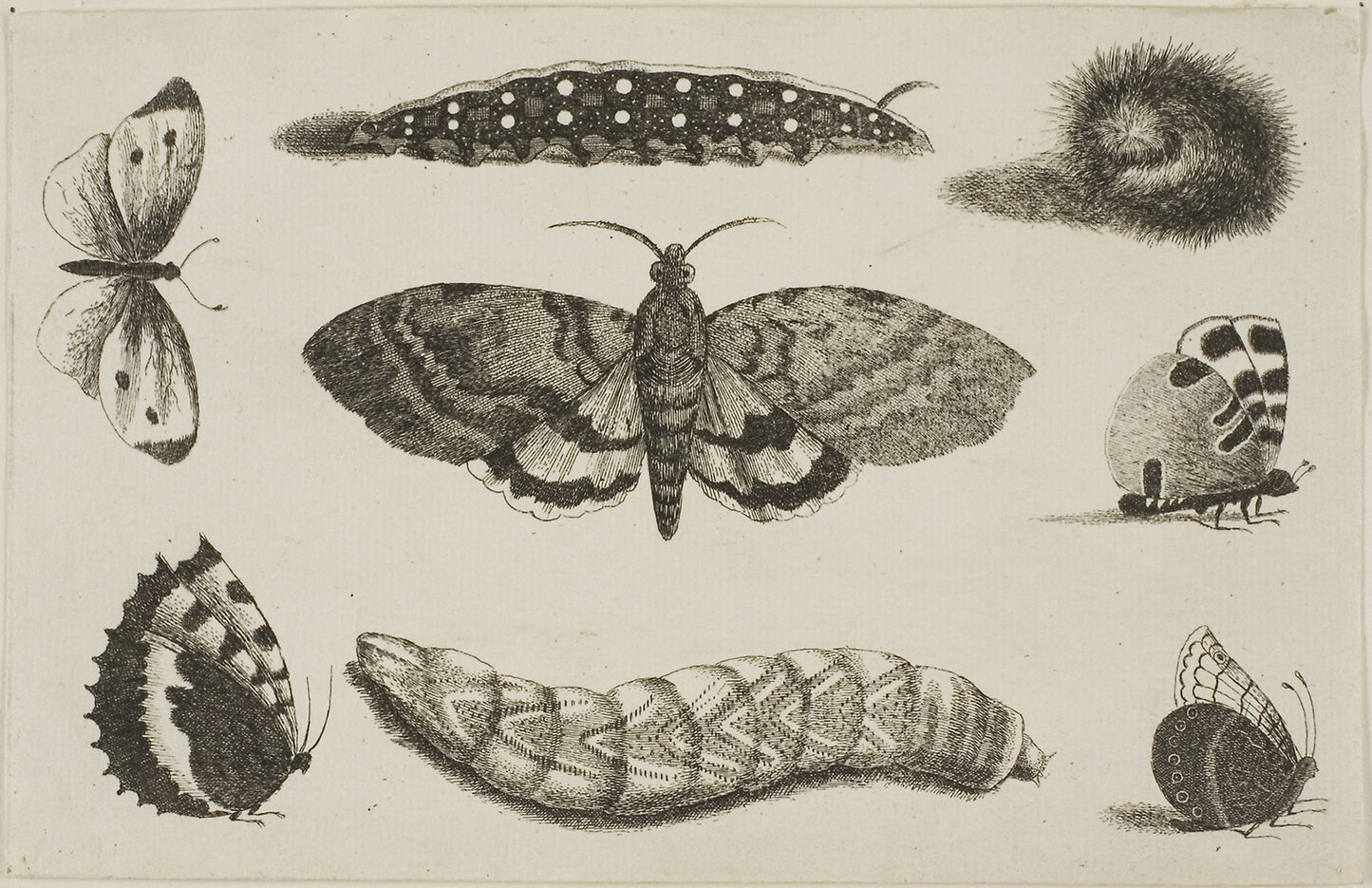 Three Caterpillars, a Moth, and Four Butterflies - Wenceslaus Hollar, Poster Print Wall Art