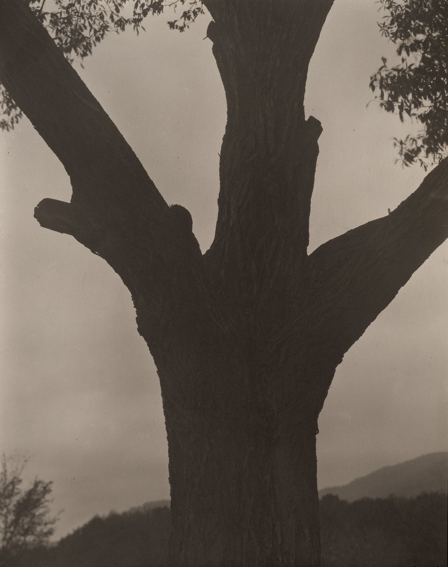 The Dying Chestnut - Alfred Stieglitz, Poster Print Wall Art