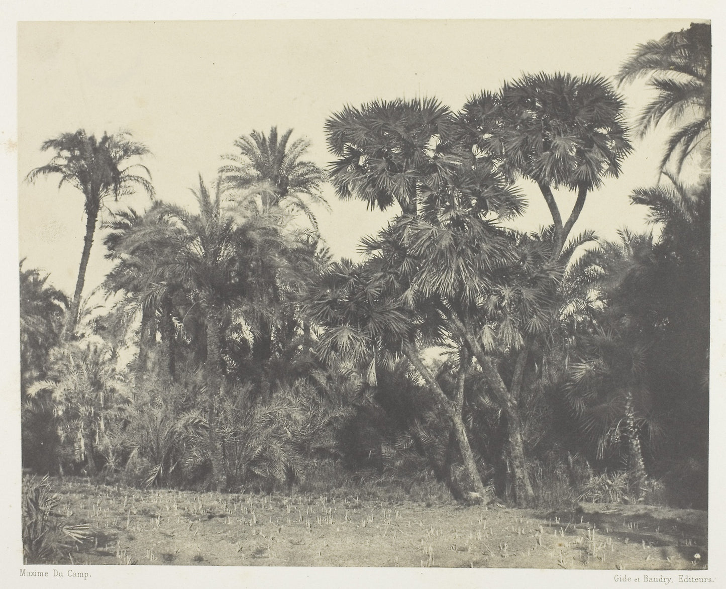 Bois de Dattiers et de Palmiers Doums, Haute-Egypte - Maxime Du Camp , Poster Print Wall Art