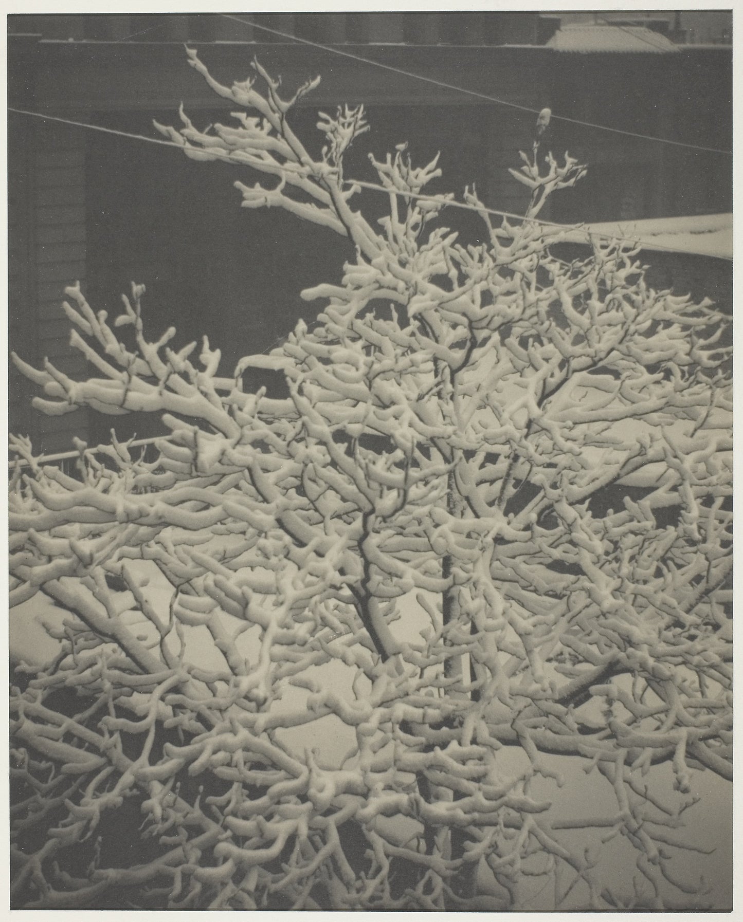 From the Back-Window "291" Snow-Covered Tree, Back-Yard - Alfred Stieglitz, Poster Print Wall Art