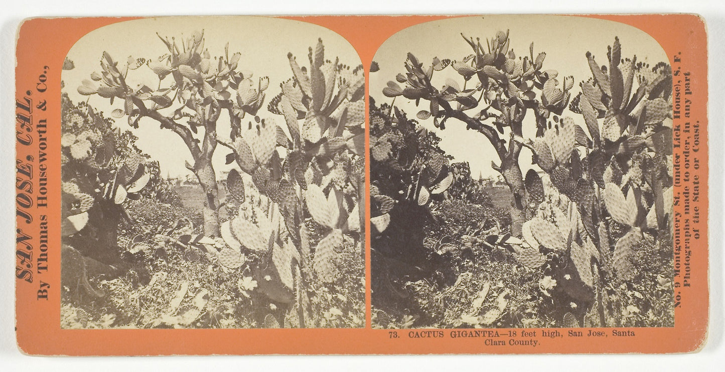 Cactus Gigantea - 18 feet high, San Jose, Santa Clara County - Thomas Houseworth & Co., Poster Print Wall Art