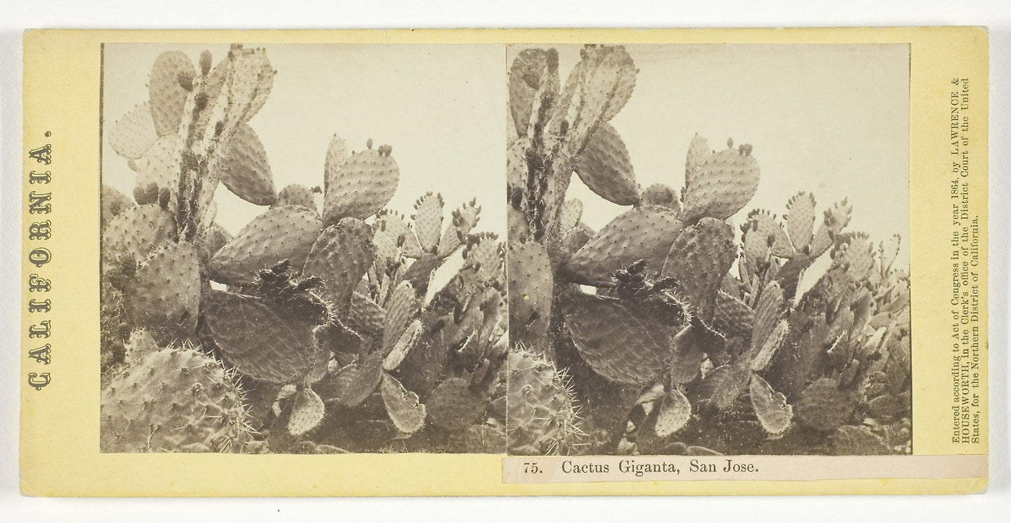 Cactus Giganta, San Jose - Lawrence & Houseworth, Poster Print Wall Art