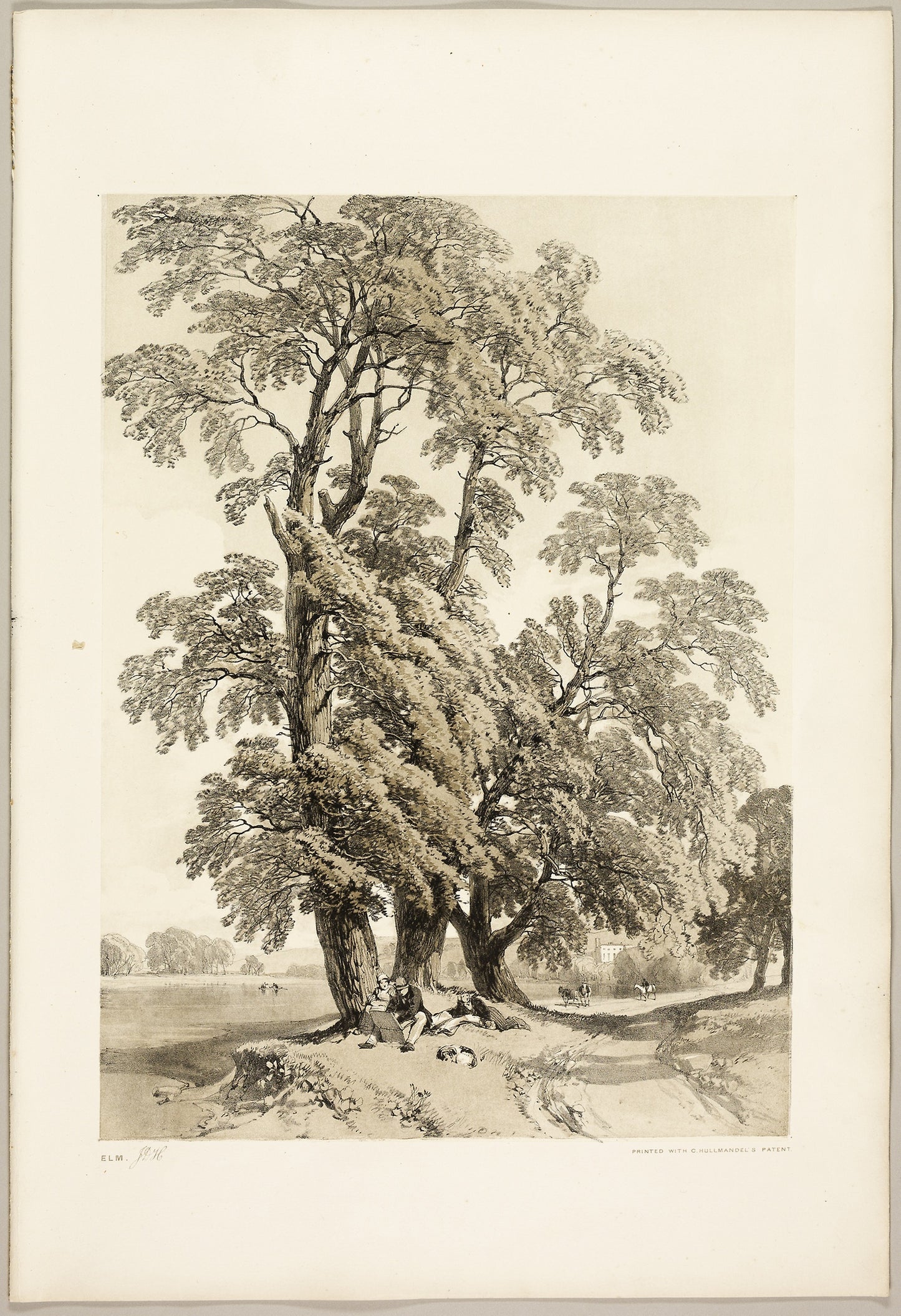 Elm, from The Park and the Forest - James Duffield Harding (English, 1798-1863), Poster Print Wall Art
