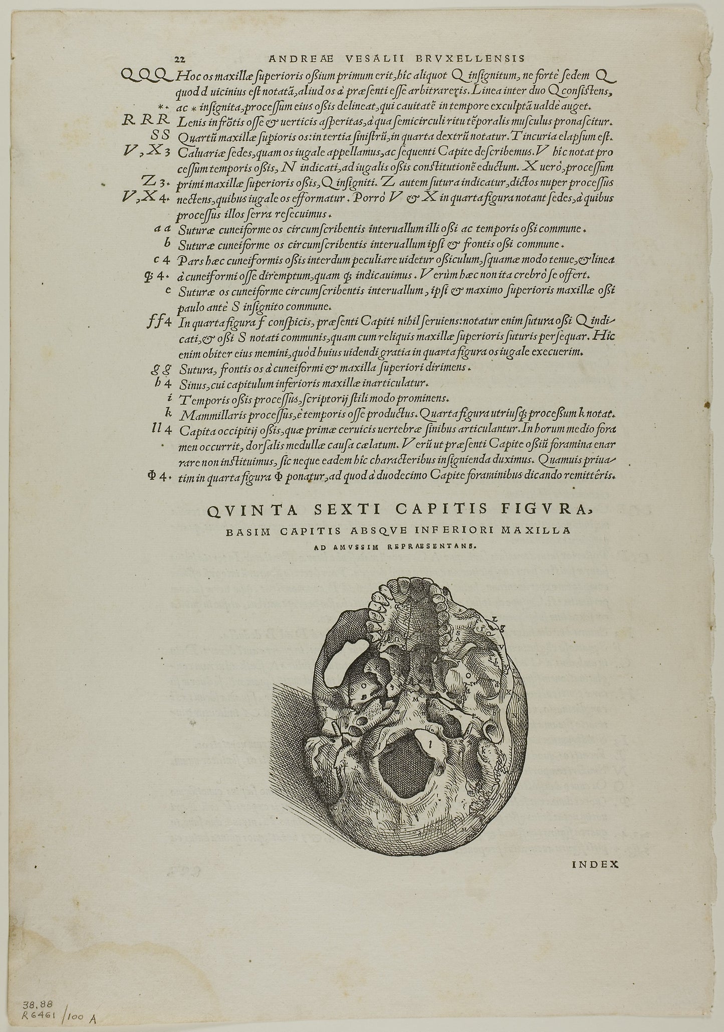 Leaf from De humani corporis fabrica (skull), plate 100 from Woodcuts from Books of the XVI Century - Attributed to Jan Stephan van Calcar (Netherlandish, 1499-1546/50), Poster Print Wall Art