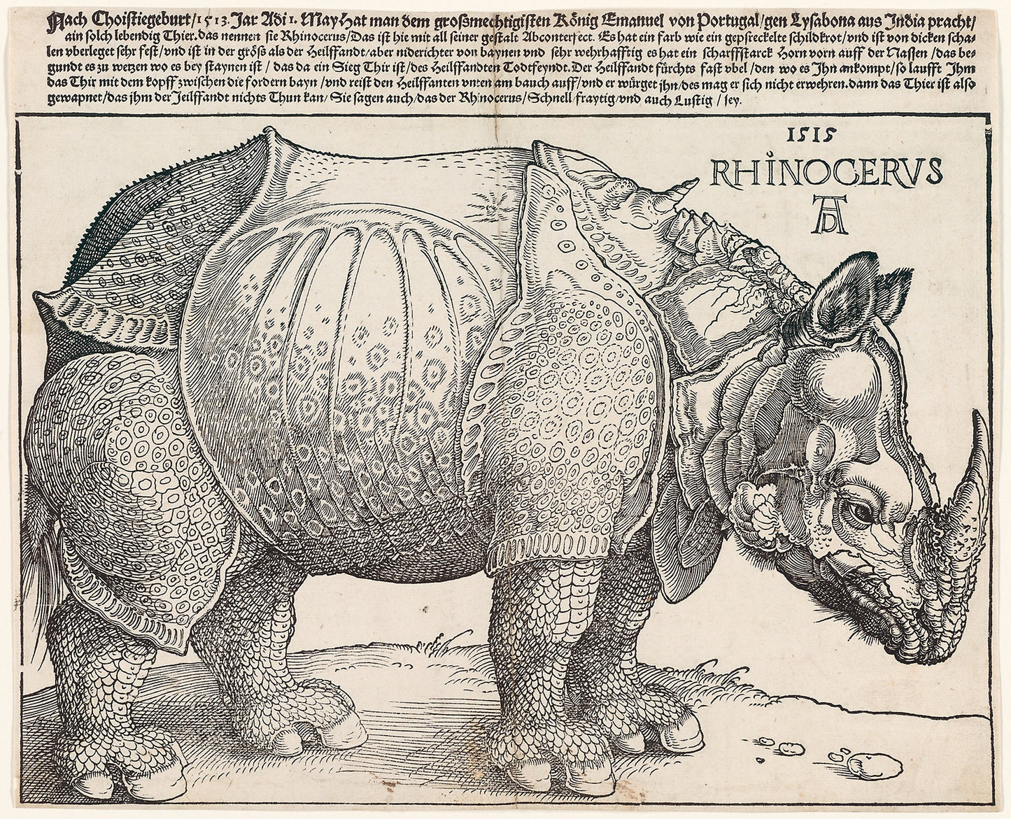 The Rhinoceros - Albrecht Dürer, Poster Print Wall Art