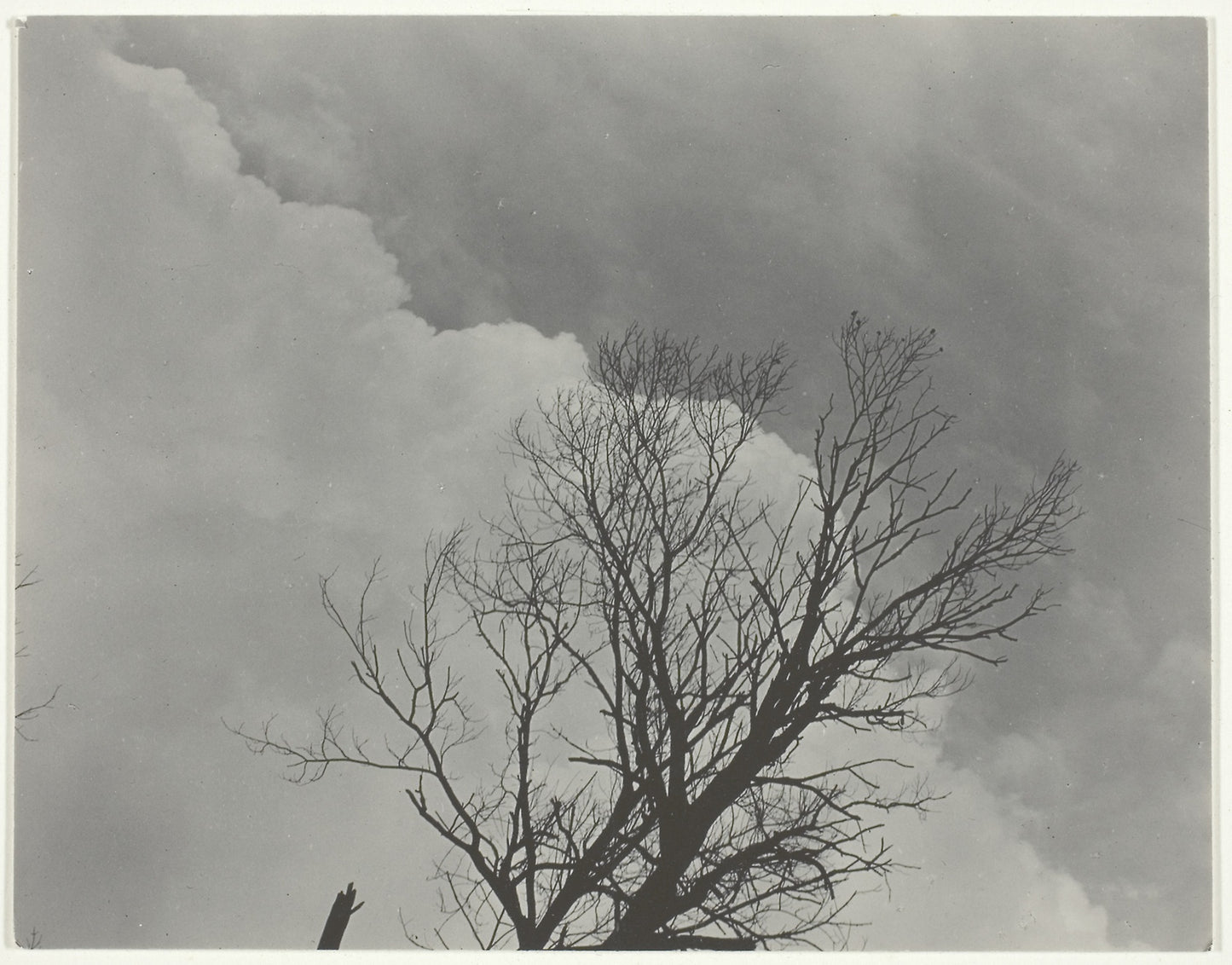 Tree Set 3 - Alfred Stieglitz, Poster Print Wall Art