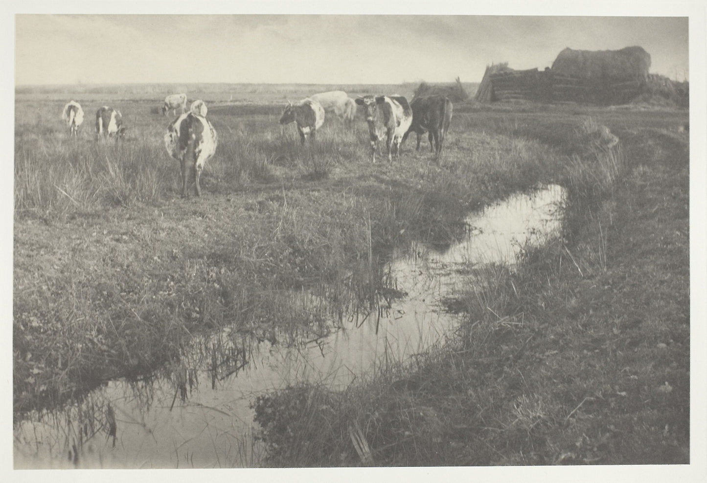 Cattle on the Marshes - Peter Henry Emerson, Poster Print Wall Art