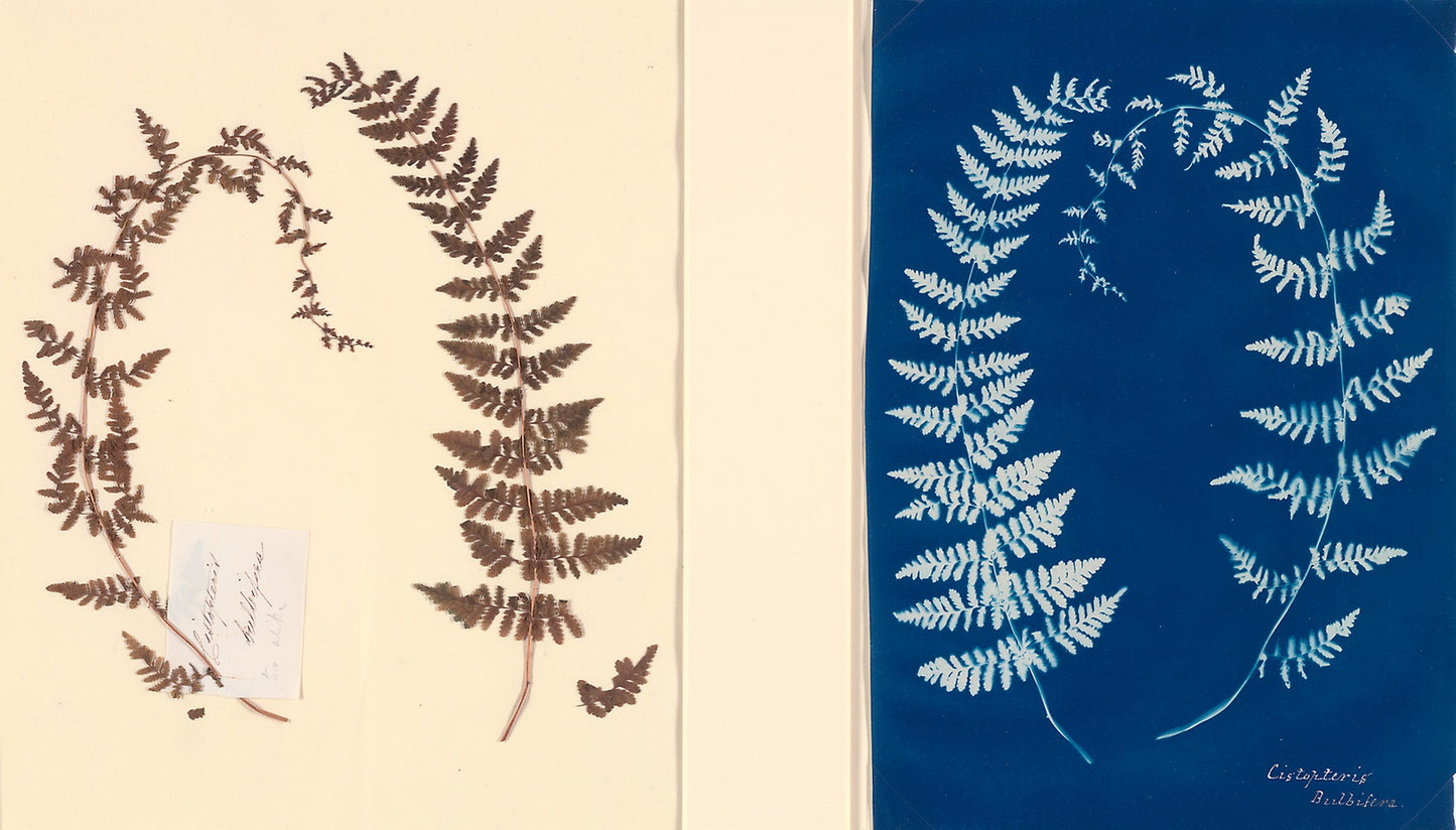 From the Hatton Fern Album - Anonymous, Poster Print Wall Art