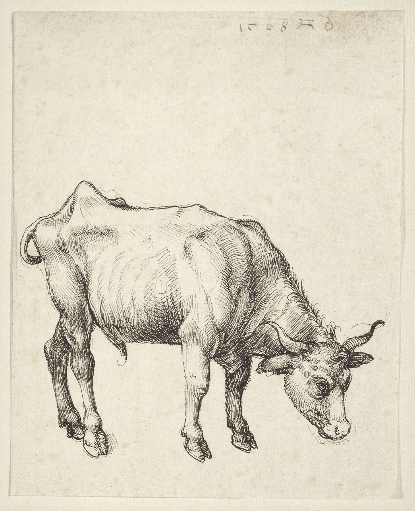 Young Bull: Albrecht Dürer, Poster Print Wall Art