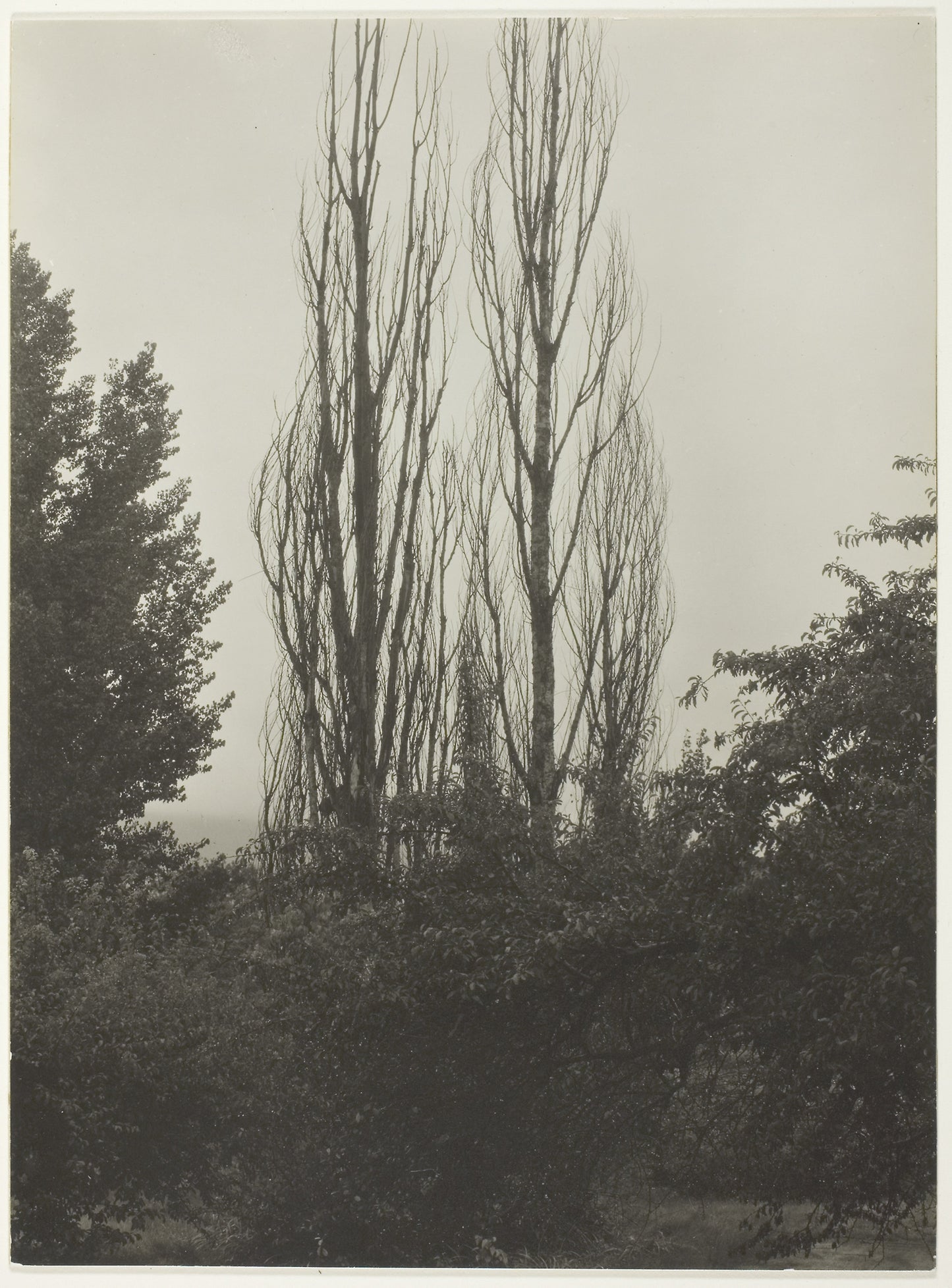 Poplars - Lake George - Alfred Stieglitz, Poster Print Wall Art