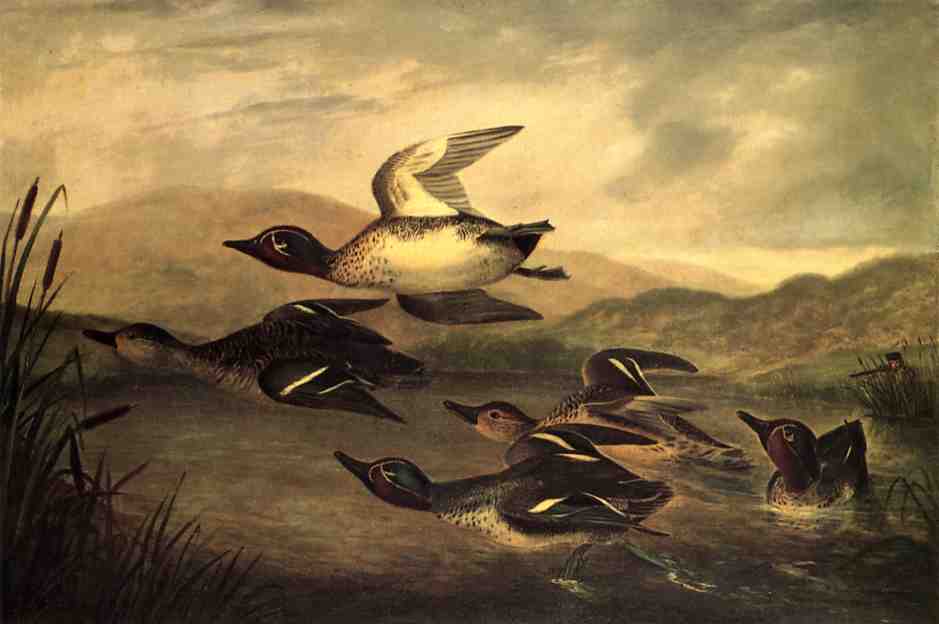 Wild Ducks Rising, vintage artwork by John Woodhouse Audubon, A3 (16x12") Poster Print
