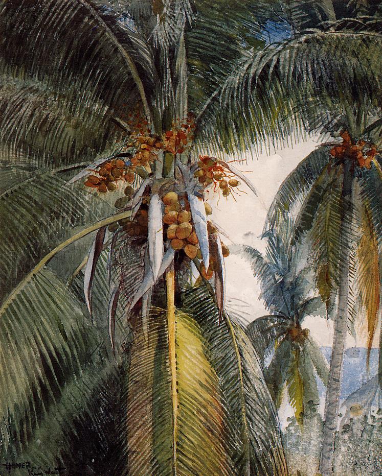 Coconut Palms, Key West, vintage artwork by Winslow Homer, 12x8" (A4) Poster