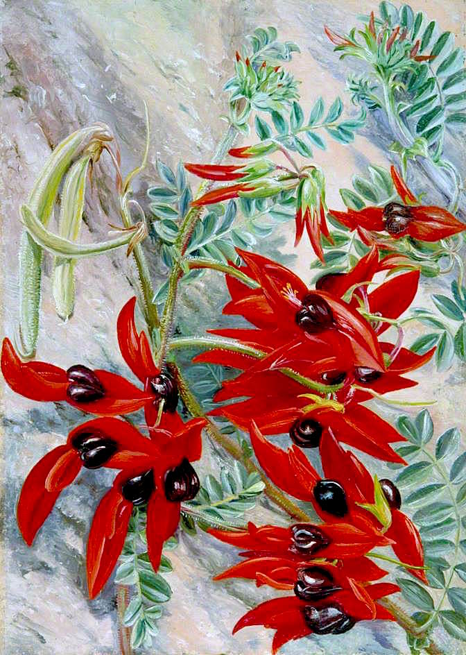 The Australian Parrot Flower, vintage artwork by Marianne North, 12x8" (A4) Poster