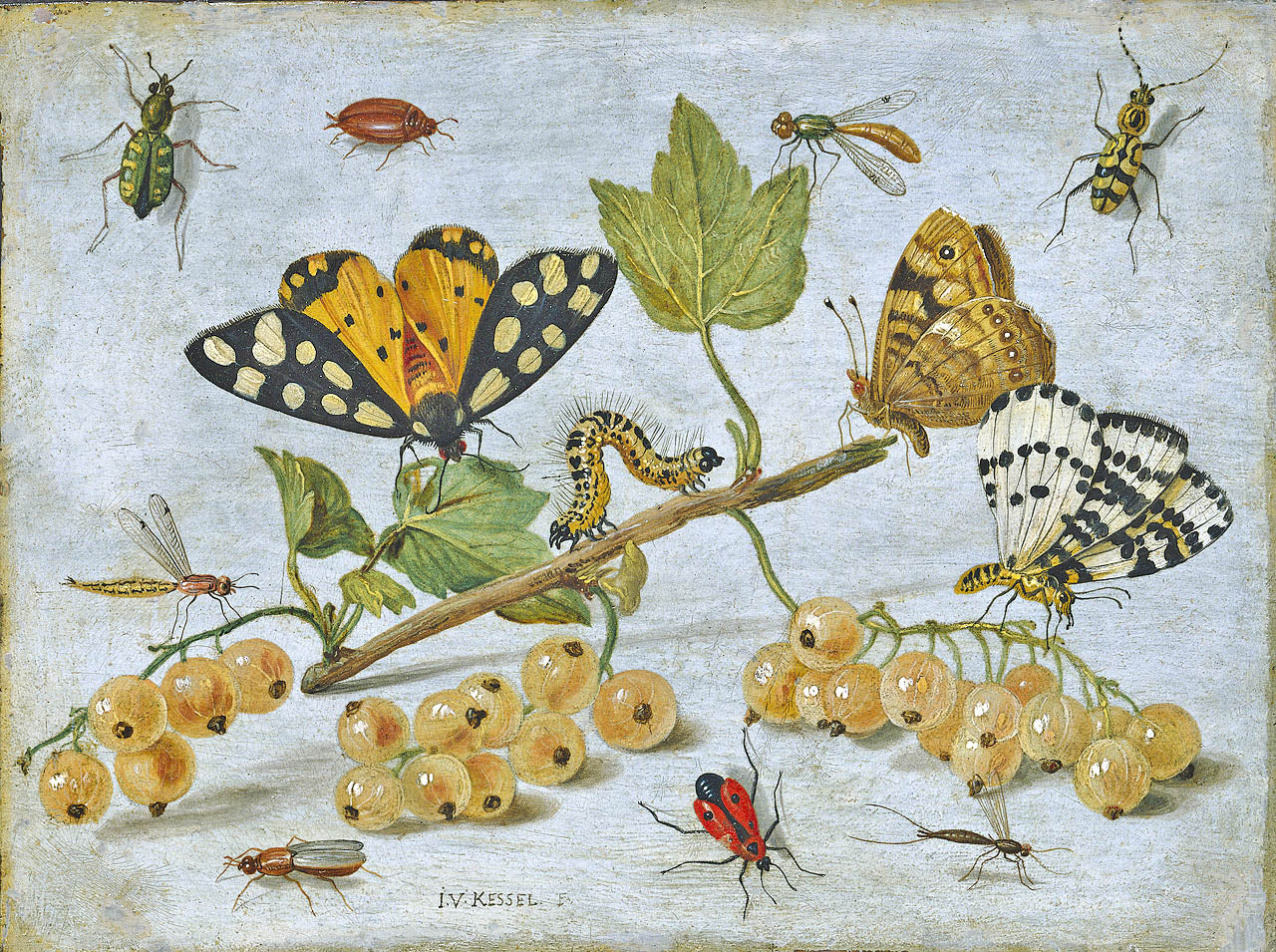 Still life with Insects, vintage artwork by Jan van Kessel the Elder, 12x8" (A4) Poster