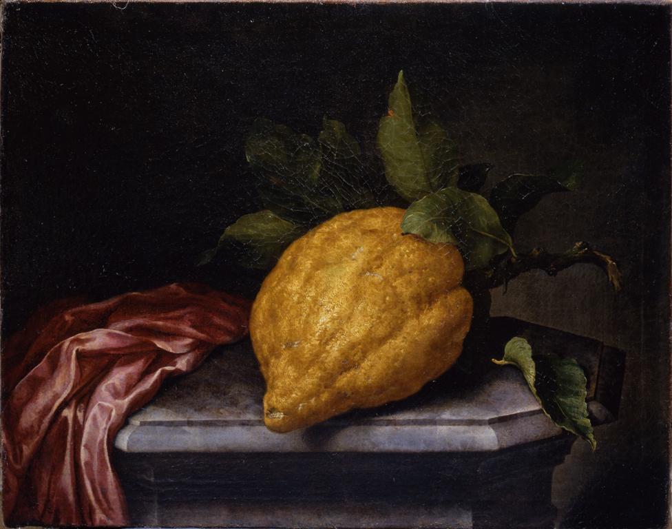 Cedrato gigante su una base di marmo, vintage artwork by Bartolomeo Bimbi, 12x8" (A4) Poster