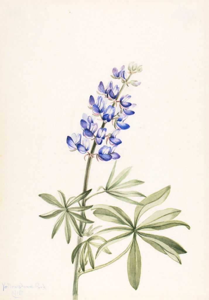 Blue Lupine (Lupinus argenteus), vintage artwork by Mary Vaux Walcott, 12x8" (A4) Poster